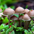 程序图标：Kingdom Fungi