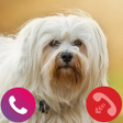 程序图标：Fake dog call