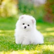 Icon of program: Pomeranian Dog wallpaper