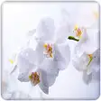 Flower: Orchid Wallpaper HD