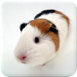 Icon of program: Guinea Pig Manual