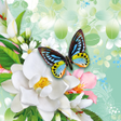 プログラムのアイコン：Butterflies Live Wallpape…