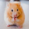 Programikonen: Hamster Wallpapers