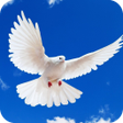 Icon of program: Pigeon HD Wallpaper