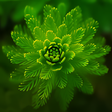 Icon of program: Nature Wallpaper