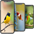 程序图标：Bird Wallpapers HD