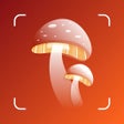 Ícone do programa: Mushroom Identification