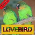 Icon of program: Tips Perawatan Burung Lov…