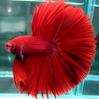 プログラムのアイコン：various betta fish