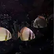 Aquarium Screensaver PRO