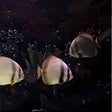Symbol des Programms: Aquarium Screensaver PRO