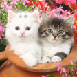 プログラムのアイコン：Kittens cats cute wallpap…