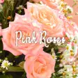 icon  wallpaper-Pink Roses-