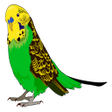 程序图标：Singing Budgies