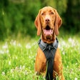 Icon of program: My Vizslas - Cute Puppy &…