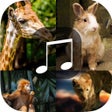 프로그램 아이콘: Animal Sounds - TigerJagu…