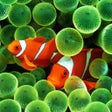 프로그램 아이콘: Fish Pictures  Fish Wallp…