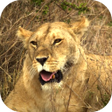 Icon of program: Animals of Africa Video L…