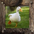 Иконка программы: Farm Animal Sounds Learni…