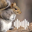 程序图标：Hunting Calls: Squirrel