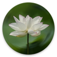 Heart Sutra icon