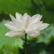 Ikona programu: Heart Sutra.