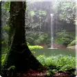 Tropical Rain Video Wallpaper
