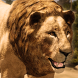 Ikon program: Ultimate Lion Simulator