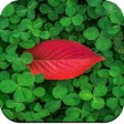 Icon of program: Green Wallpaper