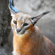 Icon of program: Caracal Wallpapers