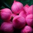 プログラムのアイコン：Flowers Wallpapers HD 202…