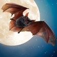 Ícone do programa: Wild Bat Simulator 3D