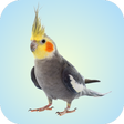 プログラムのアイコン：Cockatiel Sounds