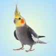 Icon of program: Cockatiel Sounds
