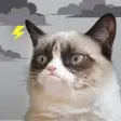 Grumpy Cats Funny Weather