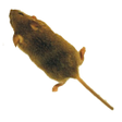 プログラムのアイコン：Mouse simulator: game for…
