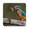 Ikona programu: Birds Of Europe