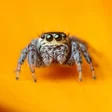 Icône du programme : Spider Wallpapers