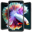 程序图标：Betta Fish Wallpapers