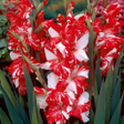Иконка программы: Gladiolus Flower HD Wallp…