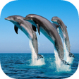 プログラムのアイコン：Sea Animals Wallpaper