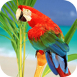 プログラムのアイコン：Parrots From Rio Wallpape…