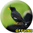 Ikon program: Suara Burung Jalak Kebo M…