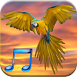 Biểu tượng của chương trình: Bird Sounds