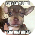 プログラムのアイコン：Memes Graciosos