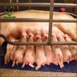 Pig How to Generate Many children