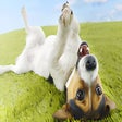 Icon of program: Funny HD Wallpapers New T…