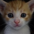 程序图标：Cat  Kitten Wallpapers - …