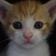 Cat  Kitten Wallpapers - meow