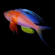 Icoon van programma: Fishes: Greater Caribbean